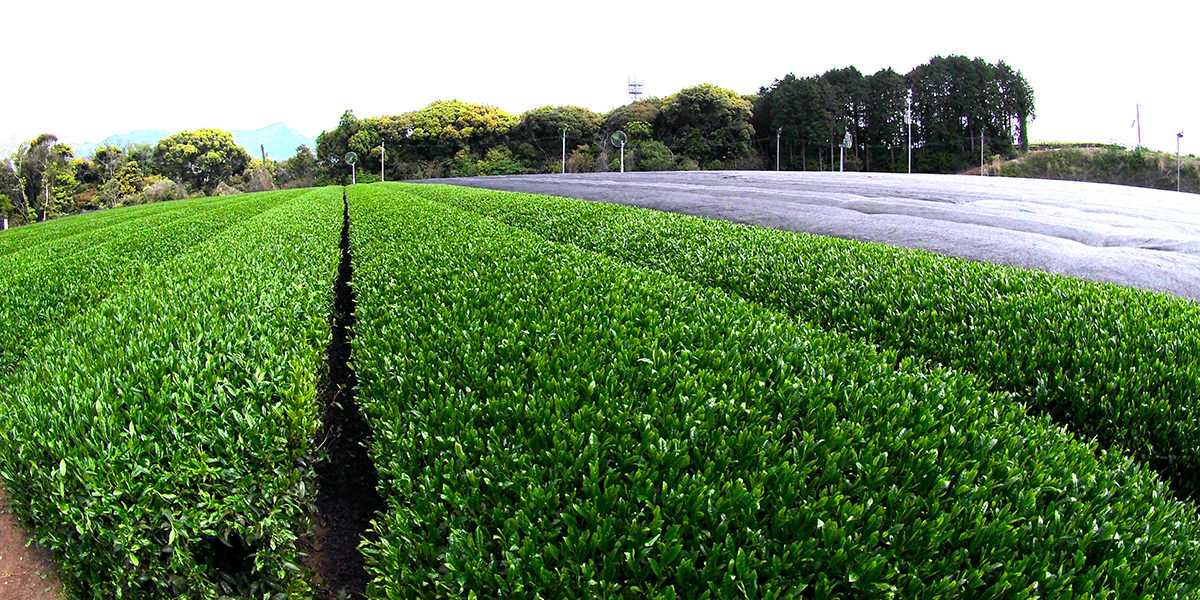 おいしい嬉野茶は、佐賀県嬉野市の川原茶業へ